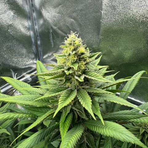 Criminal + growlog timeline photo
