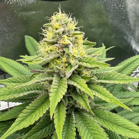 Criminal + growlog timeline photo