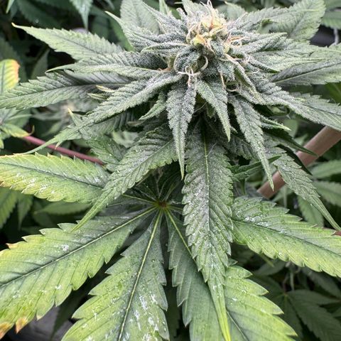 Criminal+ growlog timeline photo