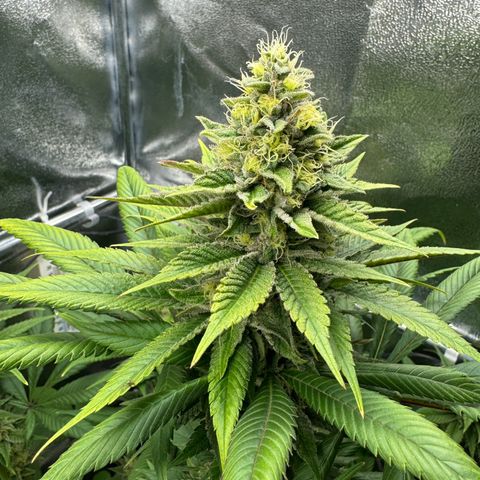 Criminal + growlog timeline photo