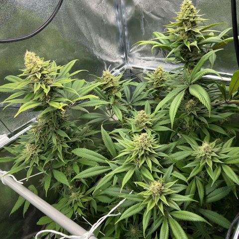 Criminal + growlog timeline photo