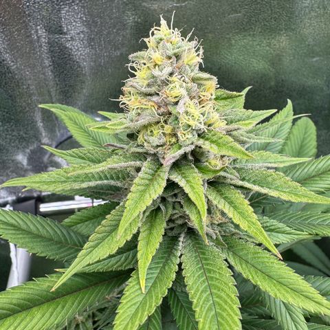 Criminal + growlog timeline photo