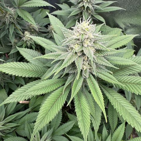 Lemon Zkittle growlog timeline photo