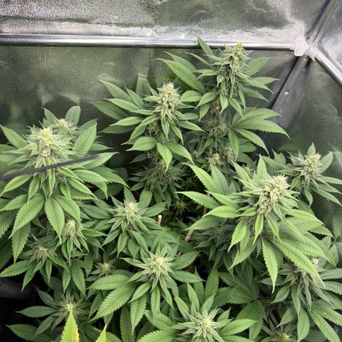 Lemon Zkittle growlog timeline photo