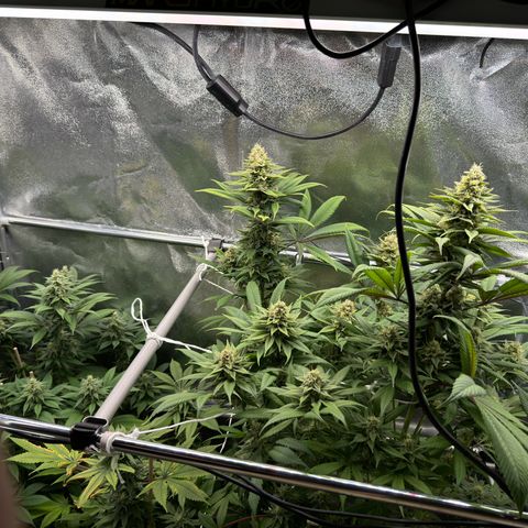 Criminal + growlog timeline photo