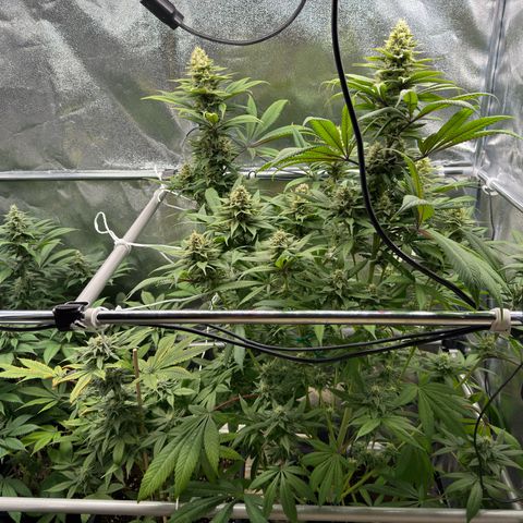 Criminal + growlog timeline photo