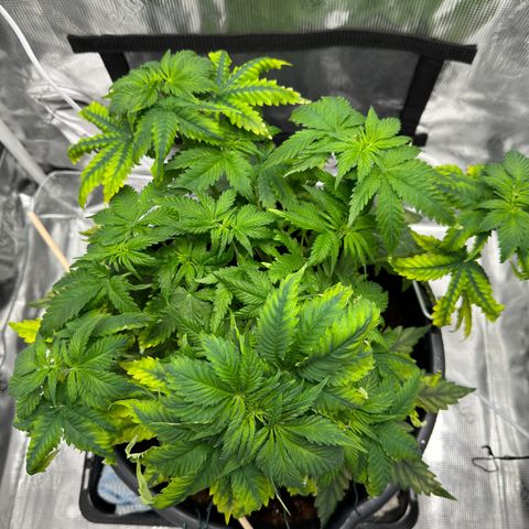 Critical Orange Punch coco growlog photo: She’s getting better after a hard start. Missed a bit on the nutrition in her first few weeks😞