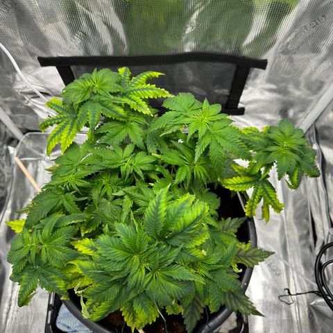 Critical Orange Punch coco growlog photo: She’s getting better after a hard start. Missed a bit on the nutrition in her first few weeks😞