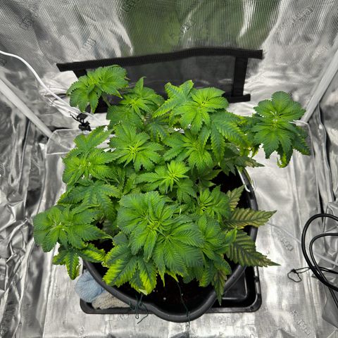 Critical Orange Punch coco growlog timeline photo