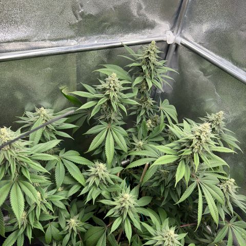 Lemon Zkittle growlog timeline photo