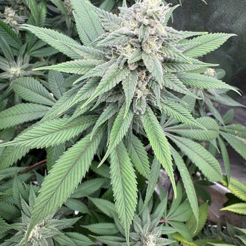 Lemon Zkittle growlog timeline photo