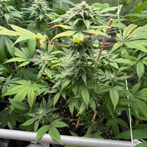 Criminal+ growlog timeline photo