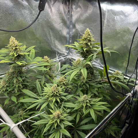 Criminal + growlog timeline photo