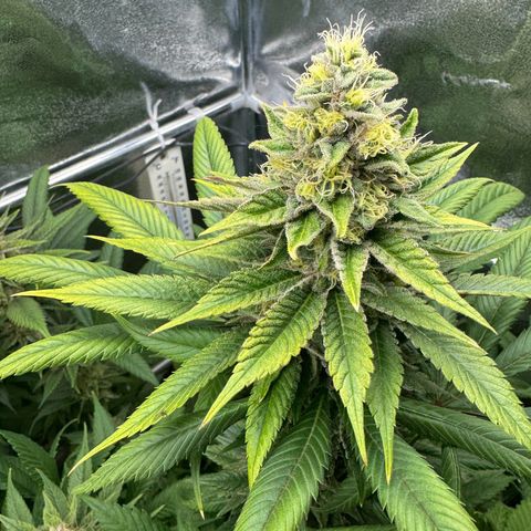 Criminal + growlog timeline photo