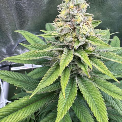 Criminal + growlog timeline photo