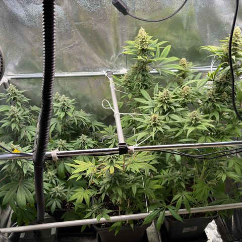Criminal + growlog timeline photo