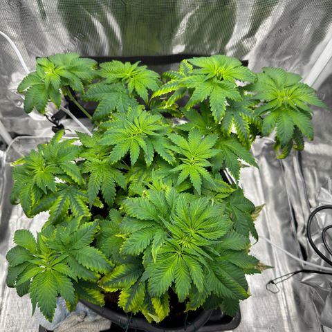 Critical Orange Punch coco growlog timeline photo