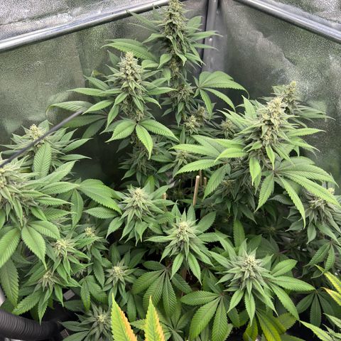 Lemon Zkittle growlog timeline photo