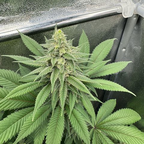 Lemon Zkittle growlog timeline photo