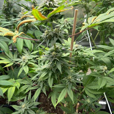 Criminal+ growlog timeline photo
