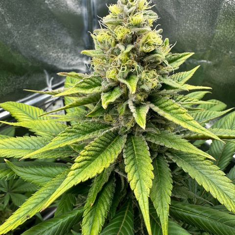 Criminal + growlog timeline photo