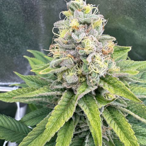 Criminal + growlog timeline photo