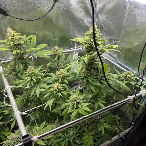 Criminal + growlog timeline photo