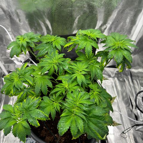 Critical Orange Punch coco growlog photo: After defoliation. Still a couple of leaves culd have been removed, but I’m cautious not to shock her.