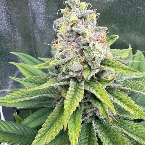 Criminal + growlog timeline photo