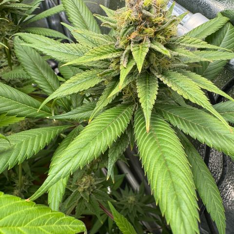 Criminal + growlog timeline photo