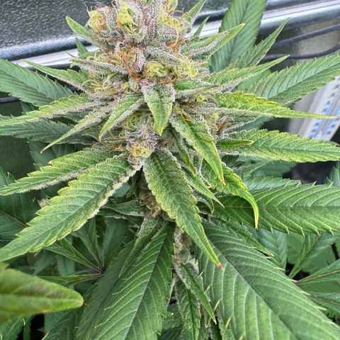 Criminal + growlog timeline photo