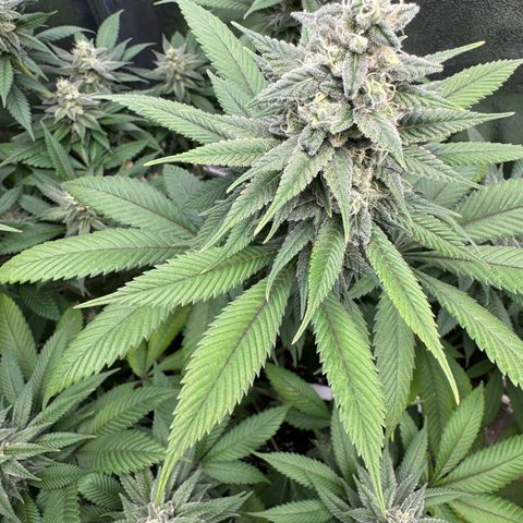 Lemon Zkittle growlog timeline photo