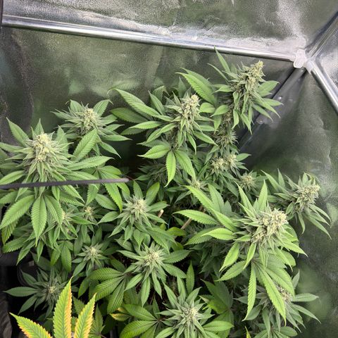 Lemon Zkittle growlog timeline photo