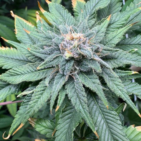 Criminal+ growlog timeline photo