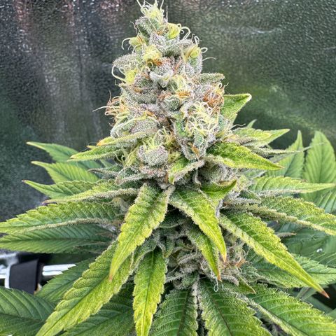 Criminal + growlog timeline photo
