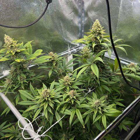 Criminal + growlog timeline photo