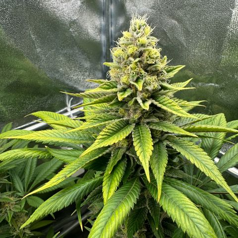 Criminal + growlog timeline photo
