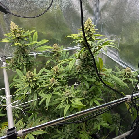 Criminal + growlog timeline photo