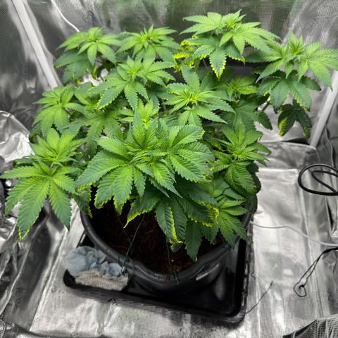 Critical Orange Punch coco growlog timeline photo