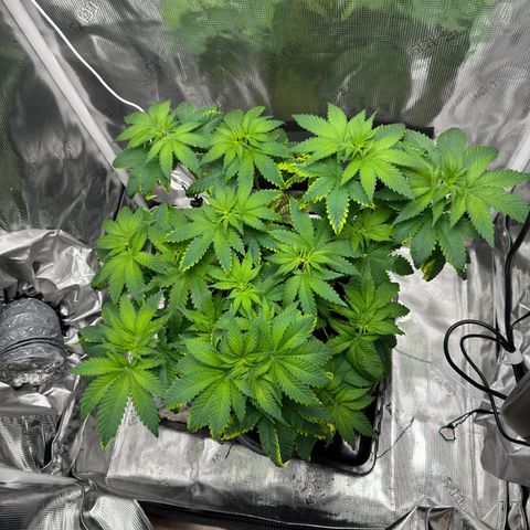 Critical Orange Punch coco growlog timeline photo