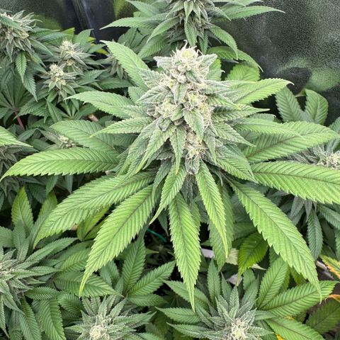 Lemon Zkittle growlog timeline photo