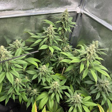 Lemon Zkittle growlog timeline photo