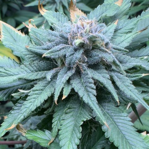 Criminal+ growlog timeline photo
