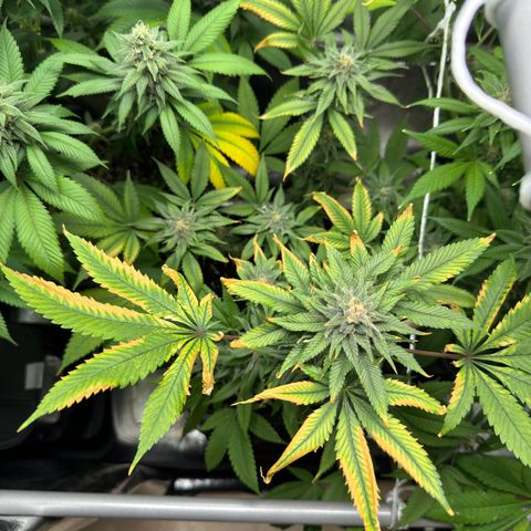 Criminal+ growlog timeline photo