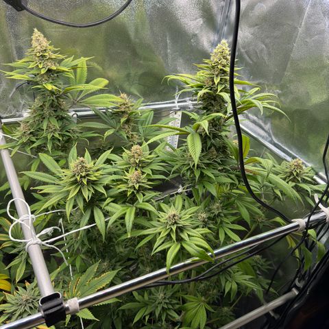 Criminal + growlog timeline photo