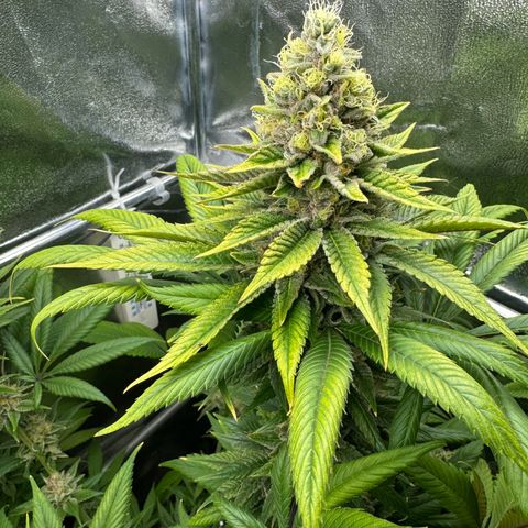Criminal + growlog timeline photo