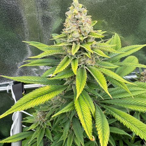 Criminal + growlog timeline photo