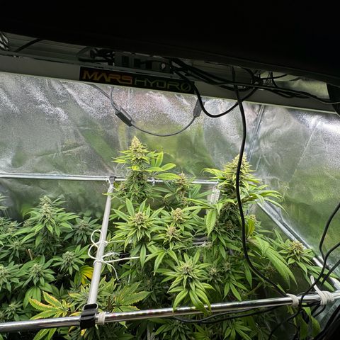 Criminal + growlog timeline photo
