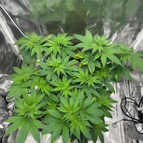 Critical Orange Punch coco growlog timeline photo