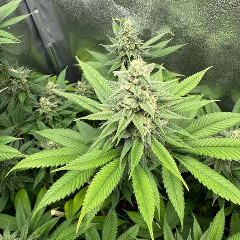 Lemon Zkittle growlog timeline photo